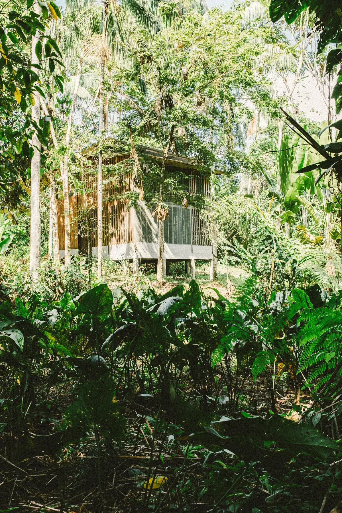 Cabaña de Amazona Lodge entre árboles de la selva