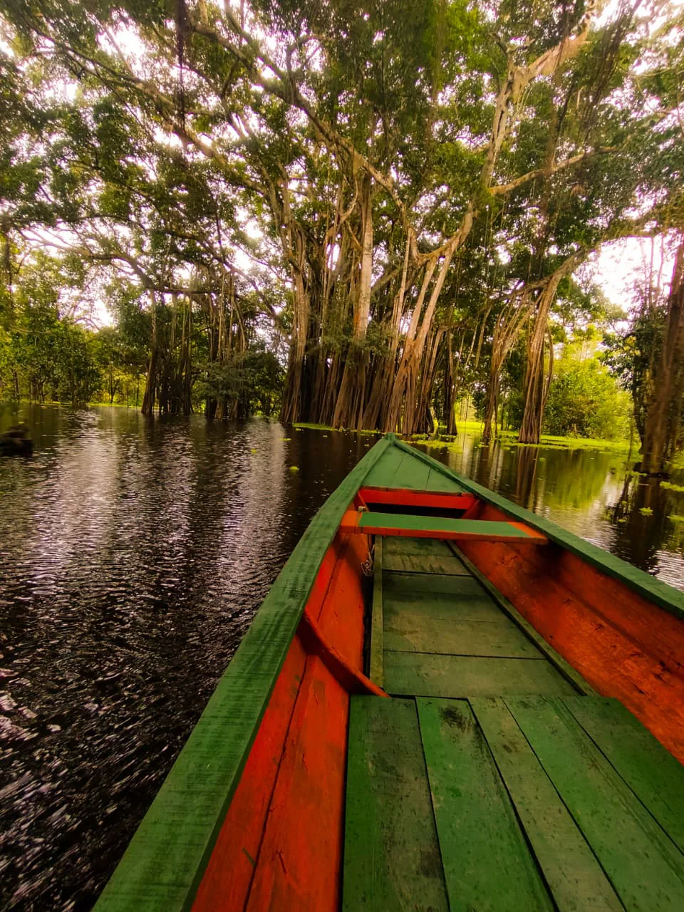 Canoa navegando por un caño inundado de la selva amazónica